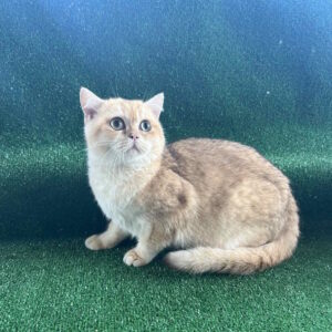 Sani British Shorthair