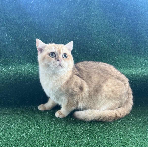 Sani British Shorthair