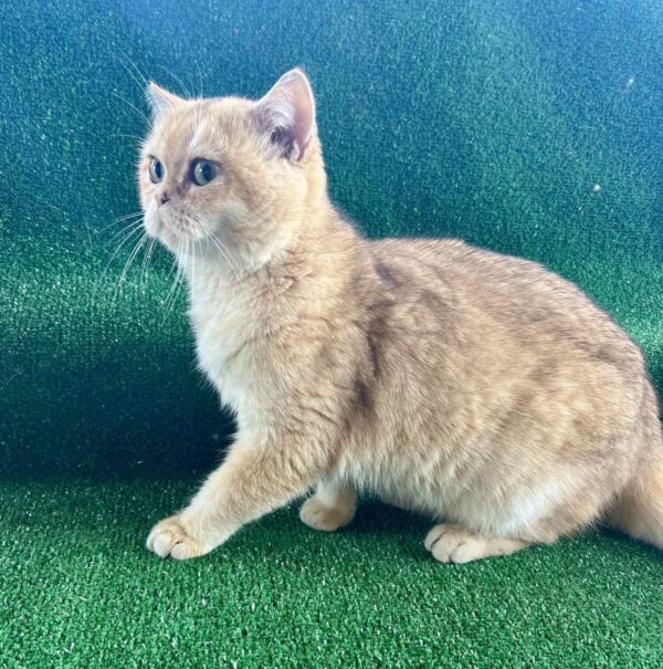 Sani British Shorthair