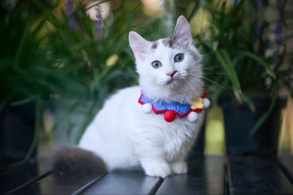 Santos Munchkin