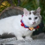 Santos-male-munchkin-cat-puppy-for-sale-1 (2)