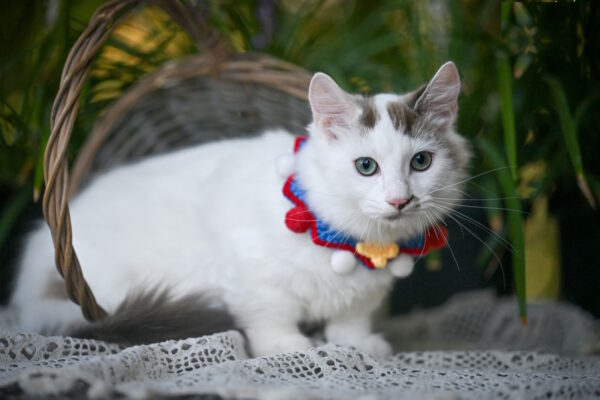 Santos Munchkin