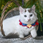 Santos-male-munchkin-cat-puppy-for-sale-1 (3)