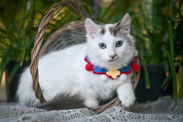 Santos Munchkin