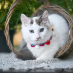 Santos-male-munchkin-cat-puppy-for-sale-1 (4)