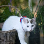 Santos-male-munchkin-cat-puppy-for-sale-1 (5)