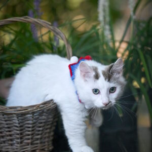 Santos Munchkin