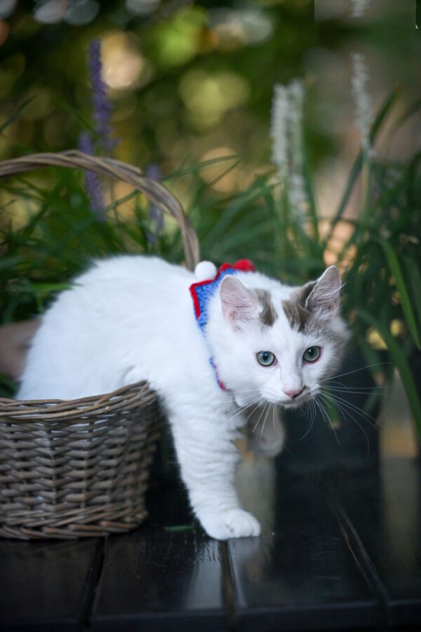 Santos Munchkin