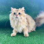 Laris British Longhair