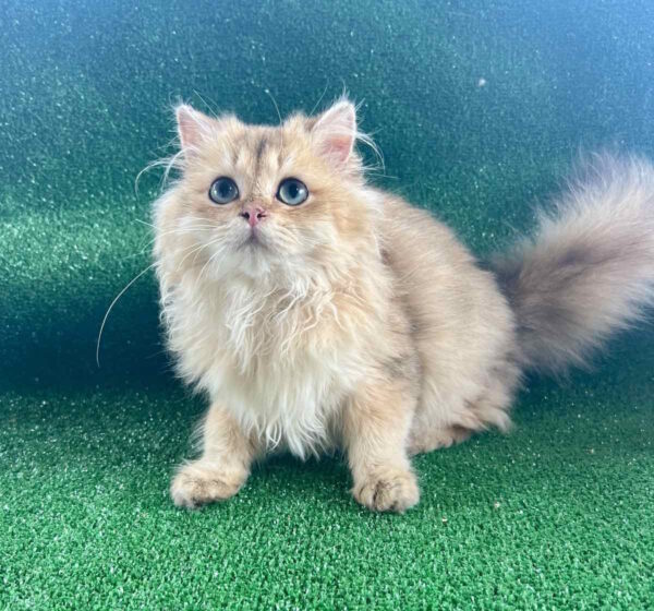 Sapfir British Longhair