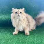 Sapfir-male-British-Shorthair-cat-puppy-for-sale-1 (2)