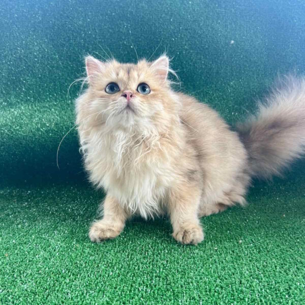 Sapfir British Longhair