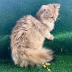 Sapfir-male-British-Shorthair-cat-puppy-for-sale-1 (3)