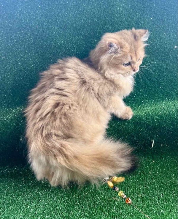 Sapfir British Longhair