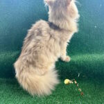 Sapfir-male-British-Shorthair-cat-puppy-for-sale-1 (4)