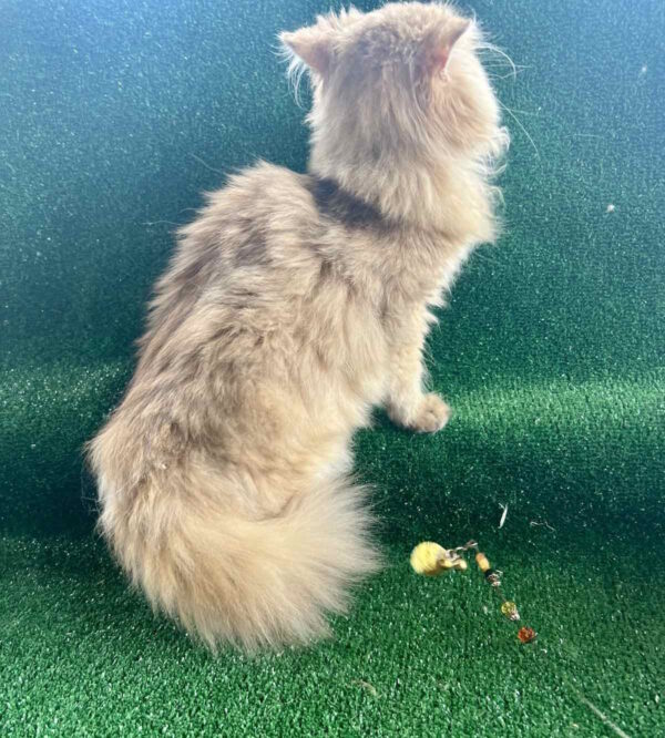Sapfir British Longhair