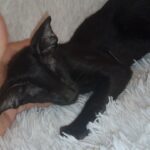 Simba-male-Oriental-cat-puppy-for-sale-1 (1)