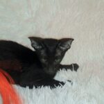Simba-male-Oriental-cat-puppy-for-sale-1 (2)