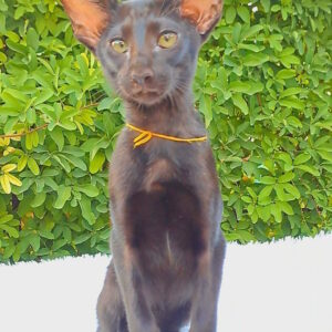 Simba Oriental