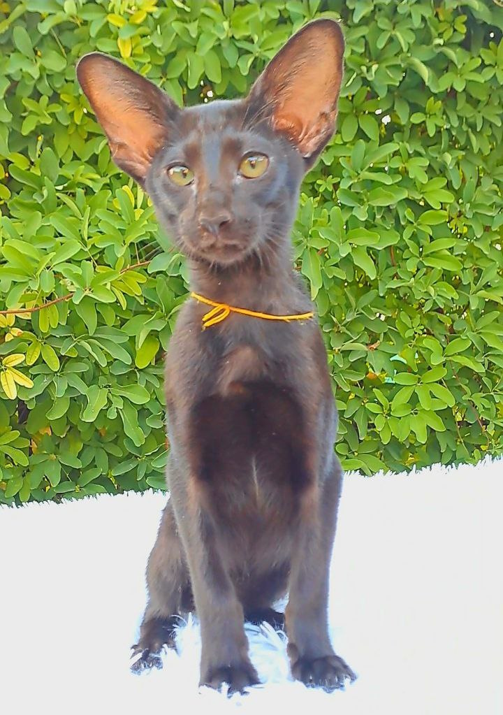 Simba Oriental