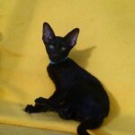 Sky-male-Oriental-cat-puppy-for-sale-1 (1)