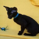 Sky-male-Oriental-cat-puppy-for-sale-1 (2)