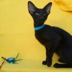 Sky-male-Oriental-cat-puppy-for-sale-1 (3)