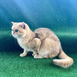 Solomon British Shorthair
