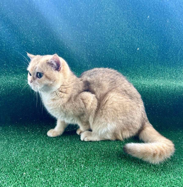 Solomon British Shorthair