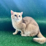Solomon-male-British-Shorthair-cat-puppy-for-sale-1 (2)