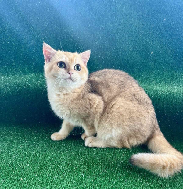 Solomon British Shorthair