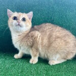 Solomon-male-British-Shorthair-cat-puppy-for-sale-1 (3)