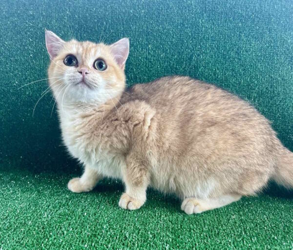 Solomon British Shorthair