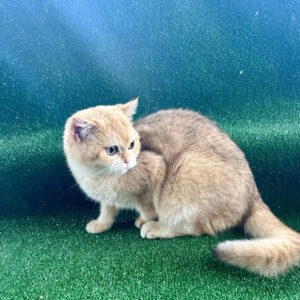 Solomon British Shorthair
