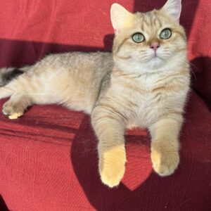 Stif British Shorthair
