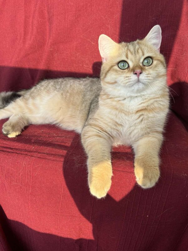 Stif British Shorthair