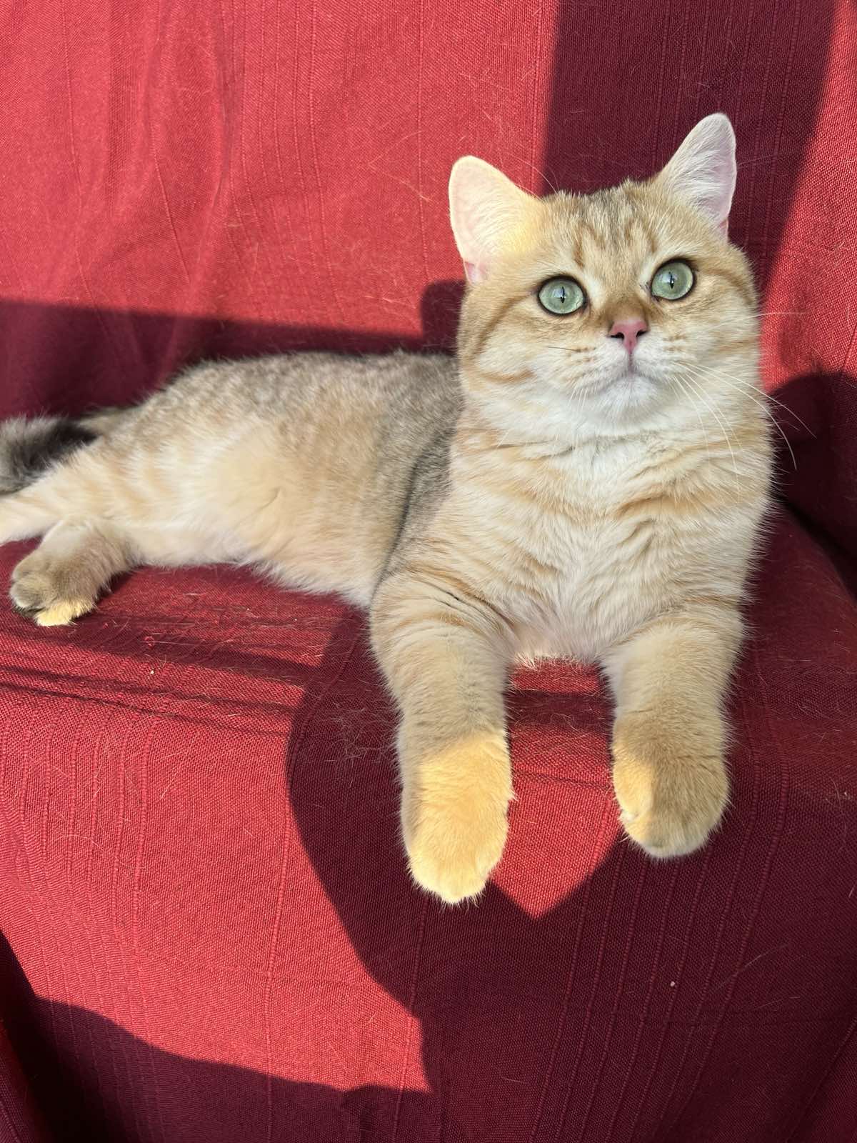 Stif British Shorthair