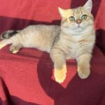 Stif-male-British-Shorthair-cat-puppy-for-sale-1 (2)
