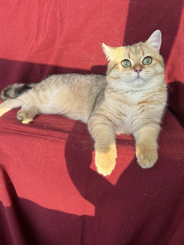 Stif British Shorthair