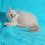 Wanesa-female-Siberian-cat-puppy-for-sale-1 (1)