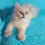 Wanesa-female-Siberian-cat-puppy-for-sale-1 (2)