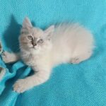 Wanesa-female-Siberian-cat-puppy-for-sale-1 (4)