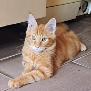 Zorro Maine Coon