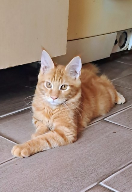 Zorro Maine Coon