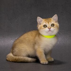 Еllen British Shorthair
