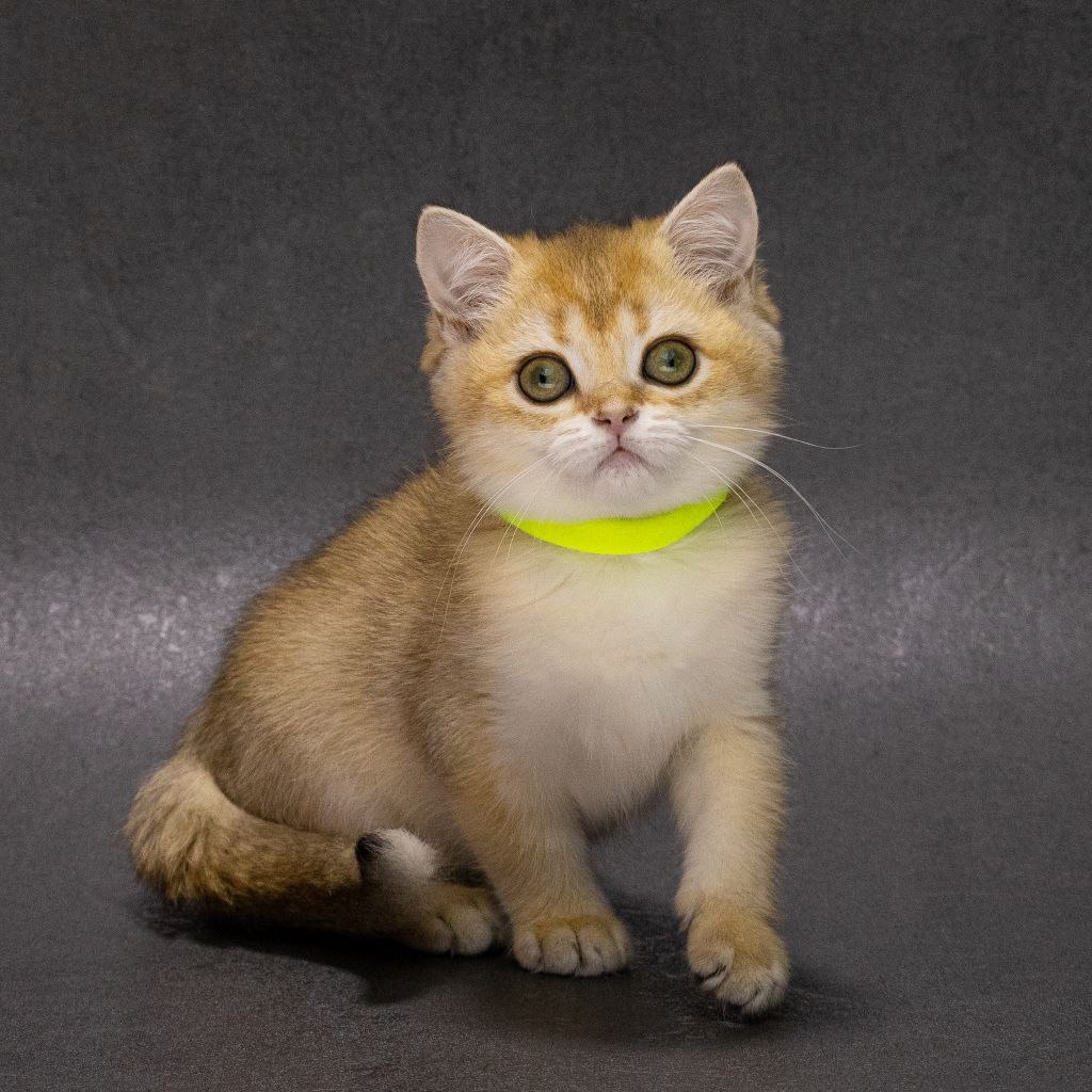 Еllen British Shorthair