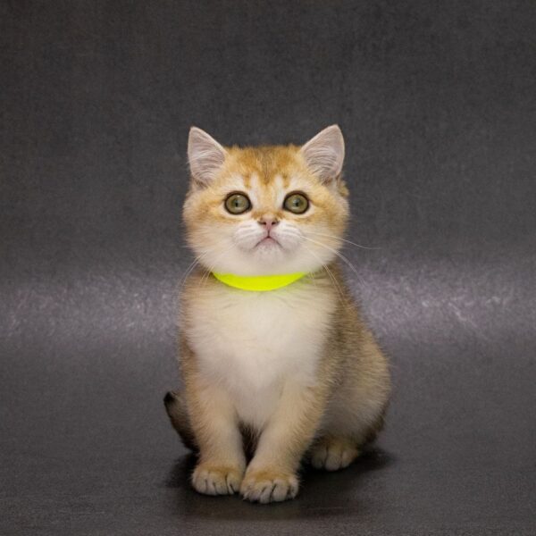 Еllen British Shorthair