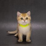 Еllen-female-British-Shorthair-cat-puppy-for-sale-1 (4)