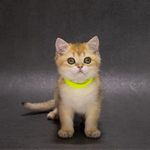 Еllen British Shorthair