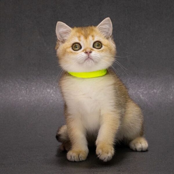 Еllen British Shorthair